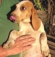 /album/trackingdogs/ad-1-293x300-jpg/